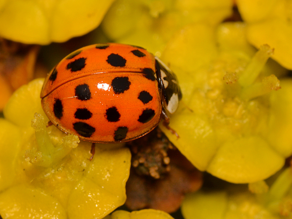 Ladybug.jpg