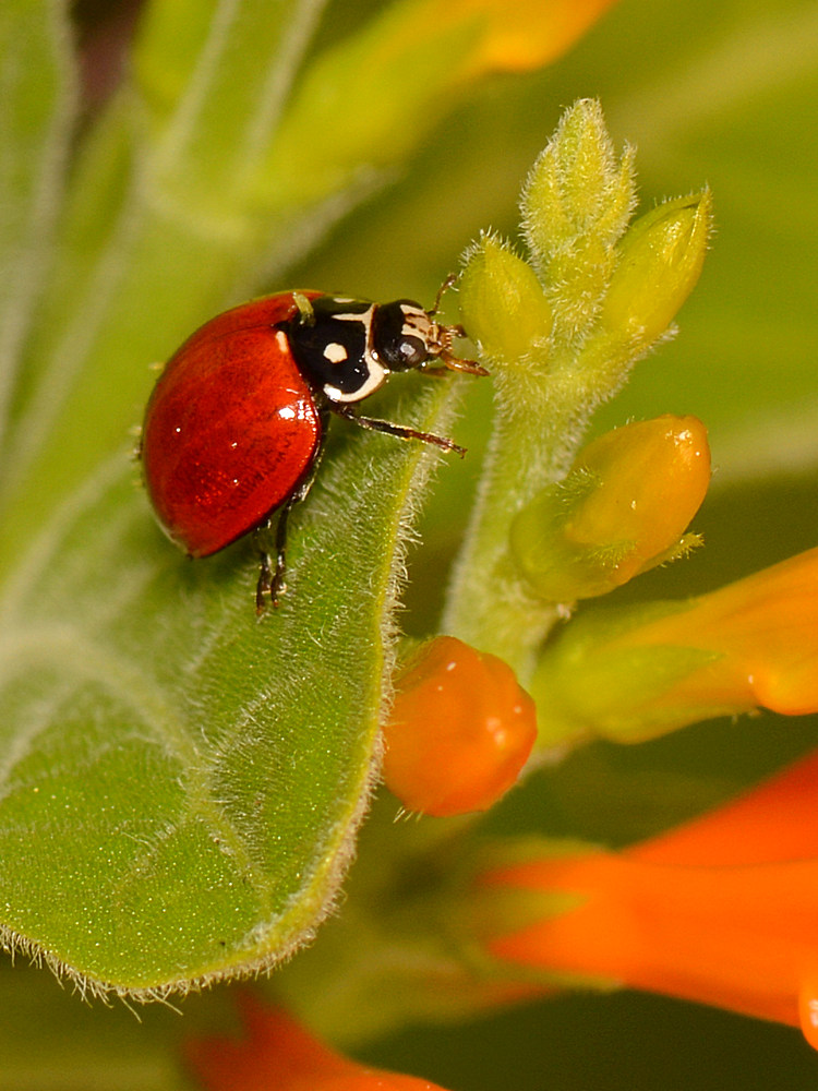 Ladybug.jpg