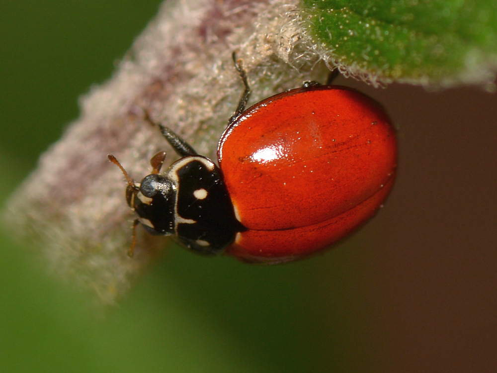 Ladybug.jpg