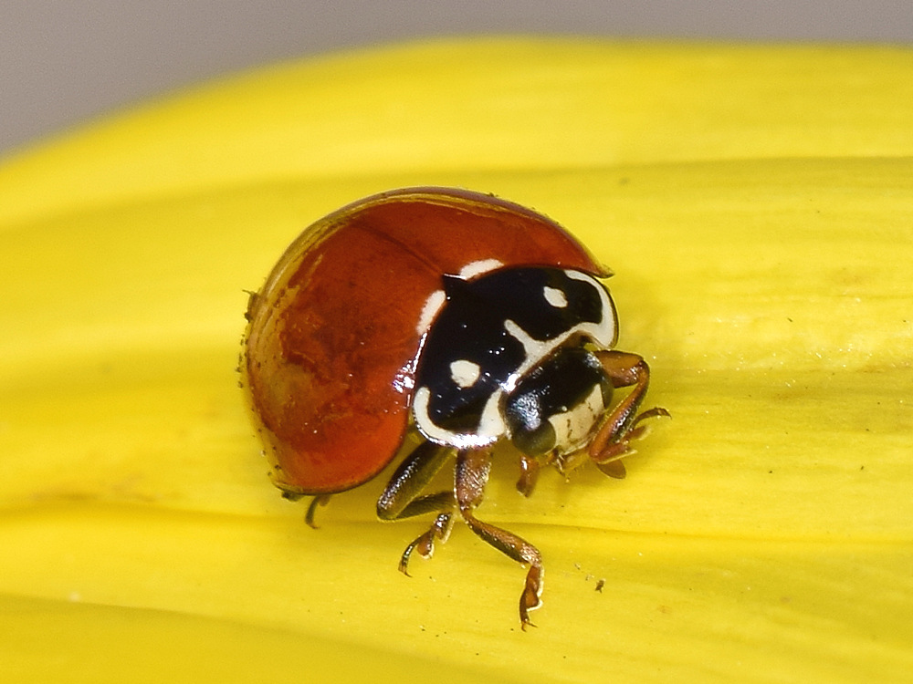 Ladybug.jpg