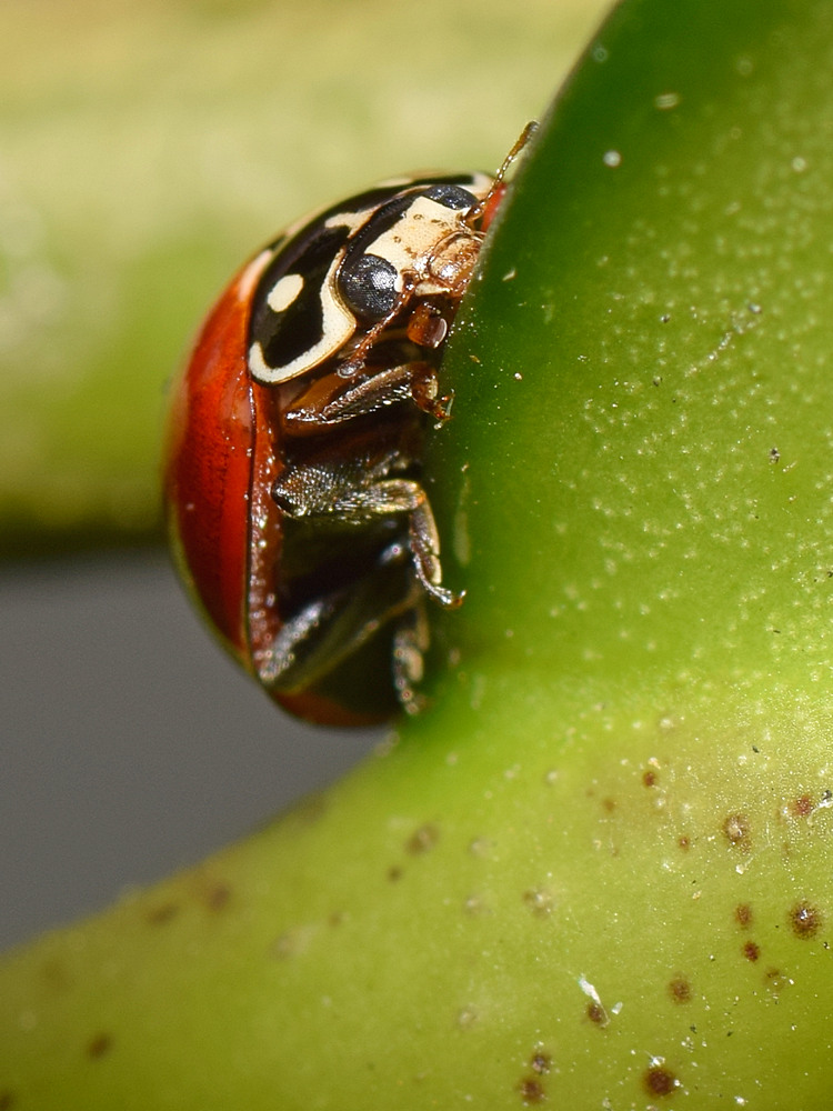 Ladybug.jpg