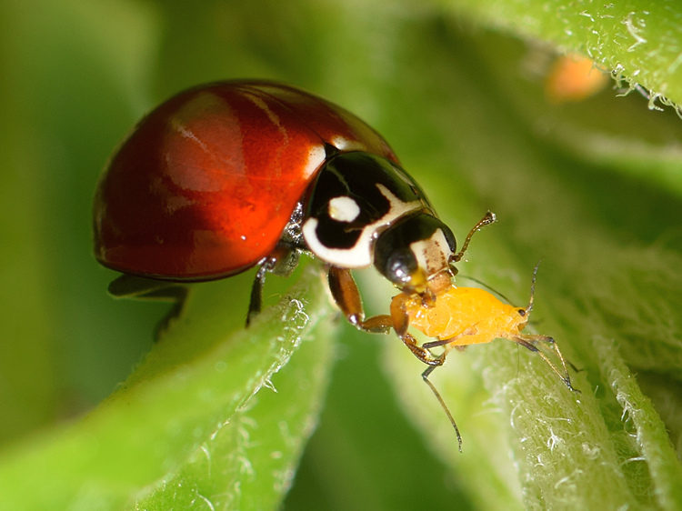 Ladybug.jpg