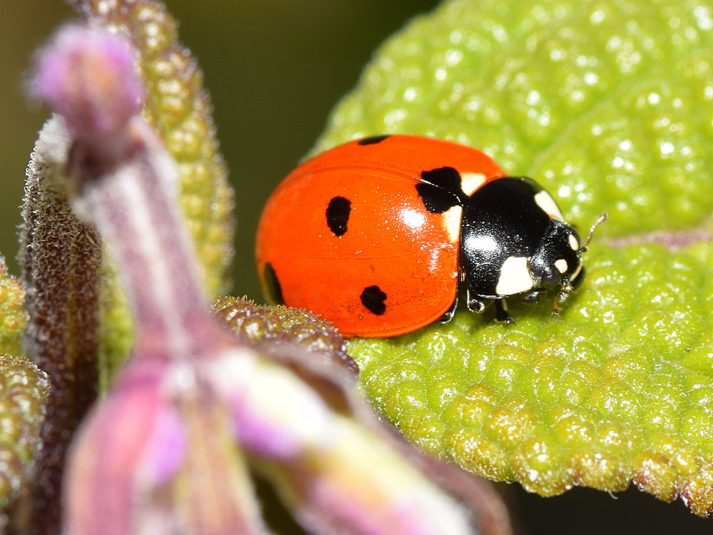 LadyBug.jpg