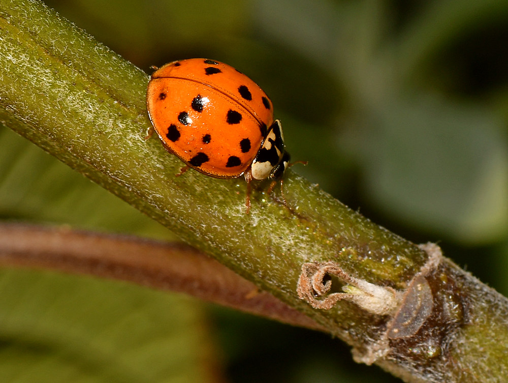 Ladybug.jpg
