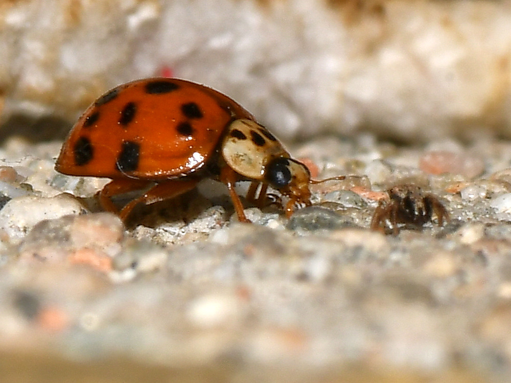 Ladybug.jpg