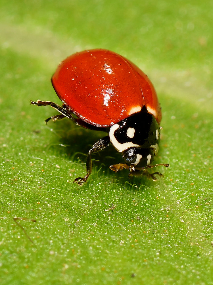 Ladybug.jpg