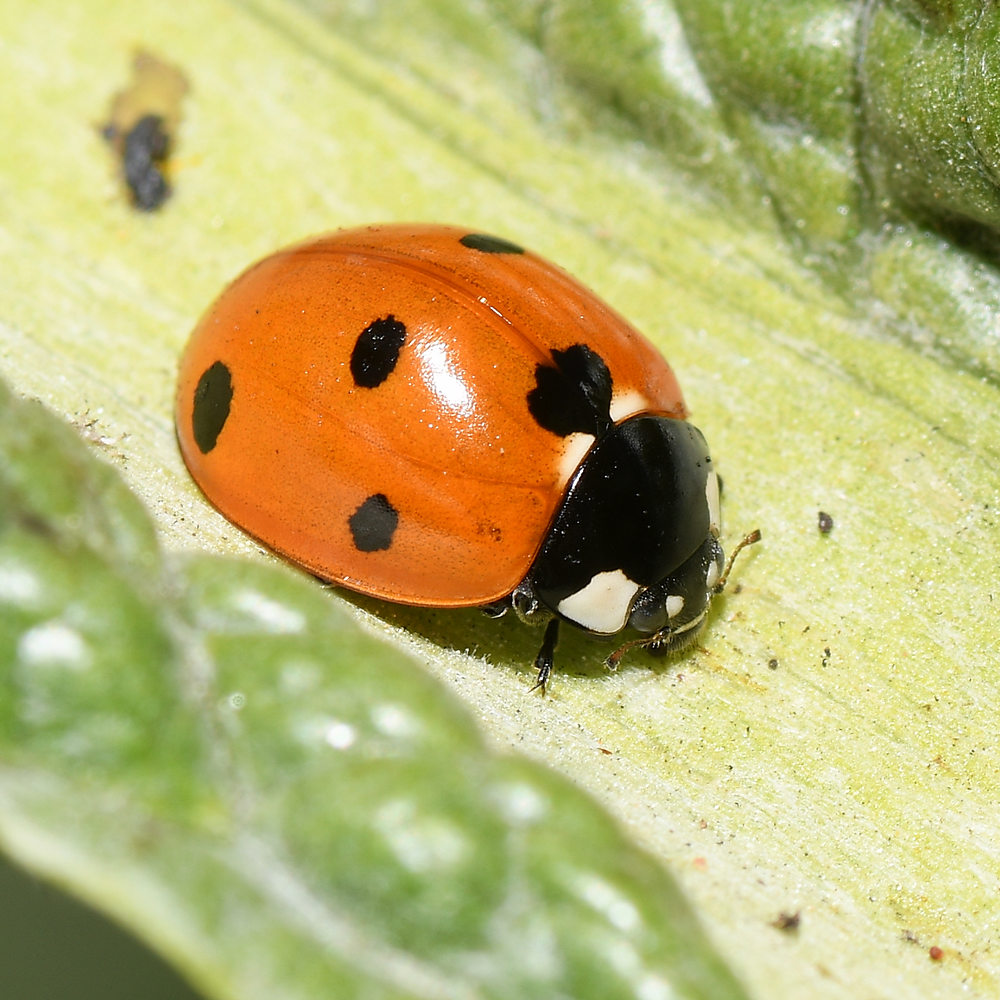 Ladybug.jpg
