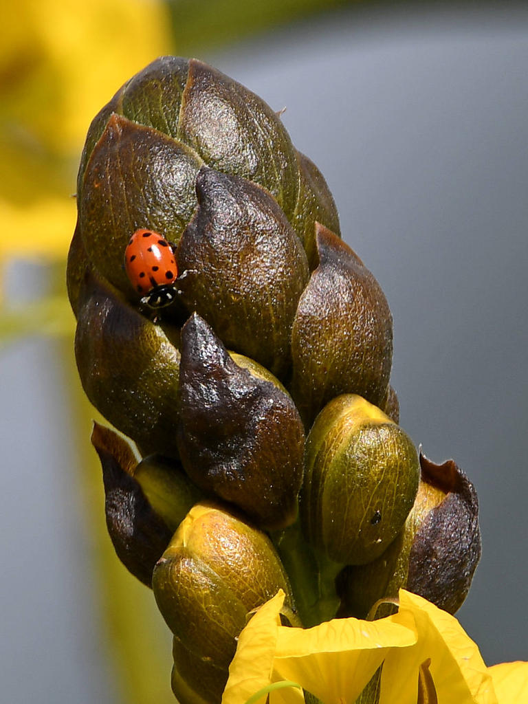 LadyBug.jpg