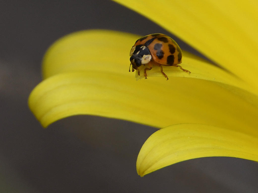 Ladybug.jpg