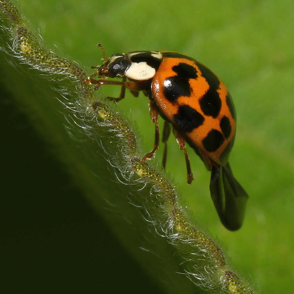 Ladybug.jpg