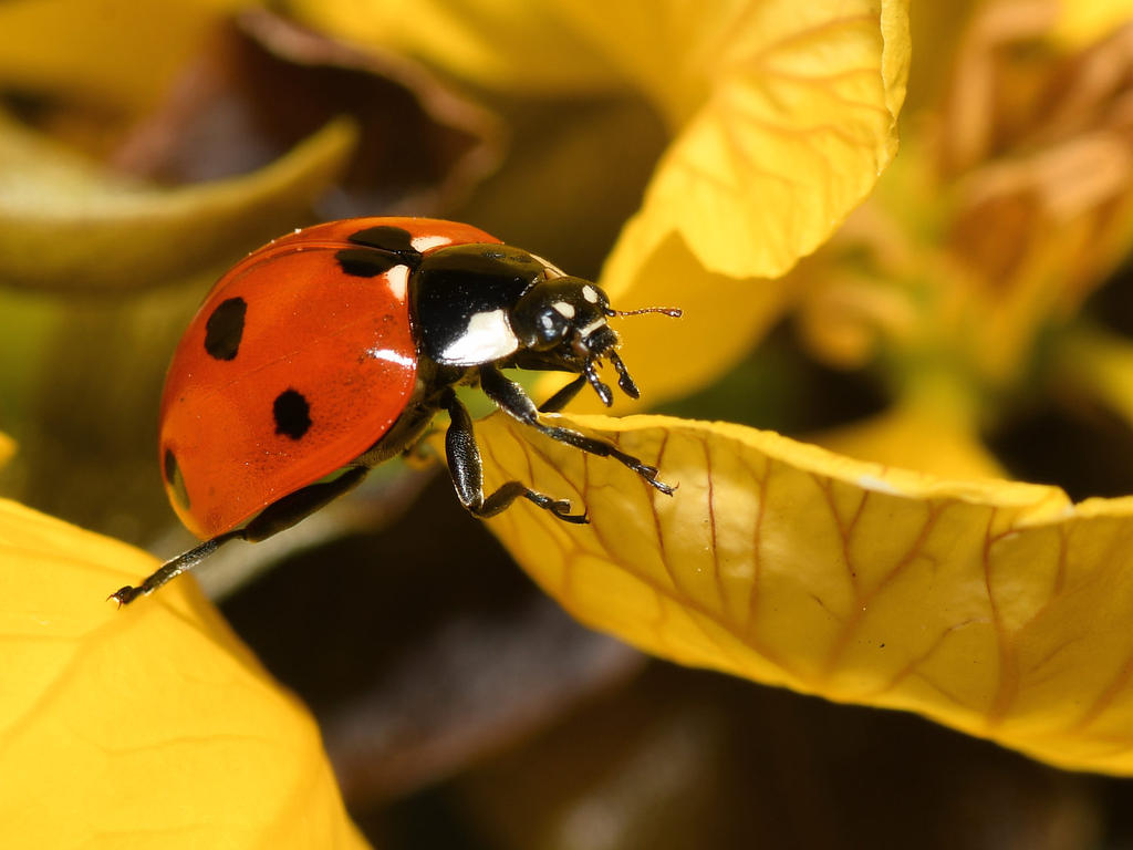 LadyBug.jpg