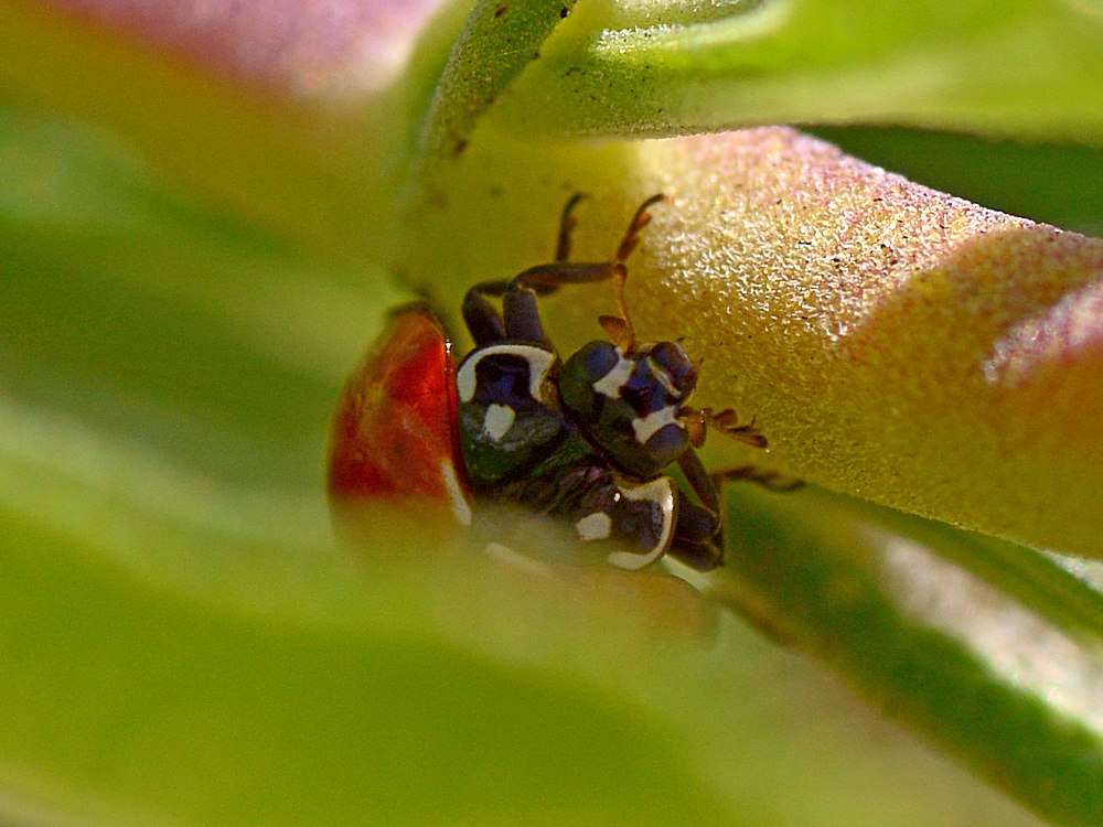 Ladybug.jpg