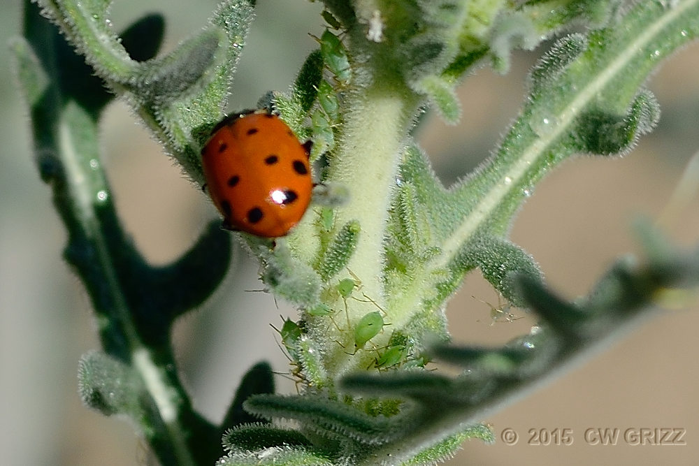ladybug-lunch-cr.jpg