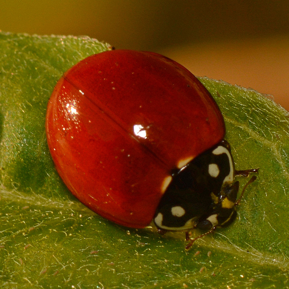 Ladybug2.jpg