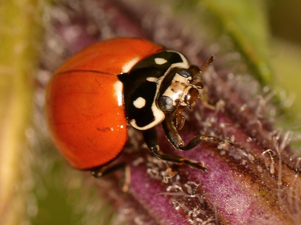Ladybug2.jpg
