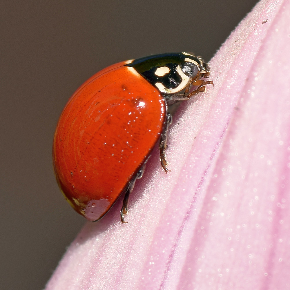 Ladybug2.jpg