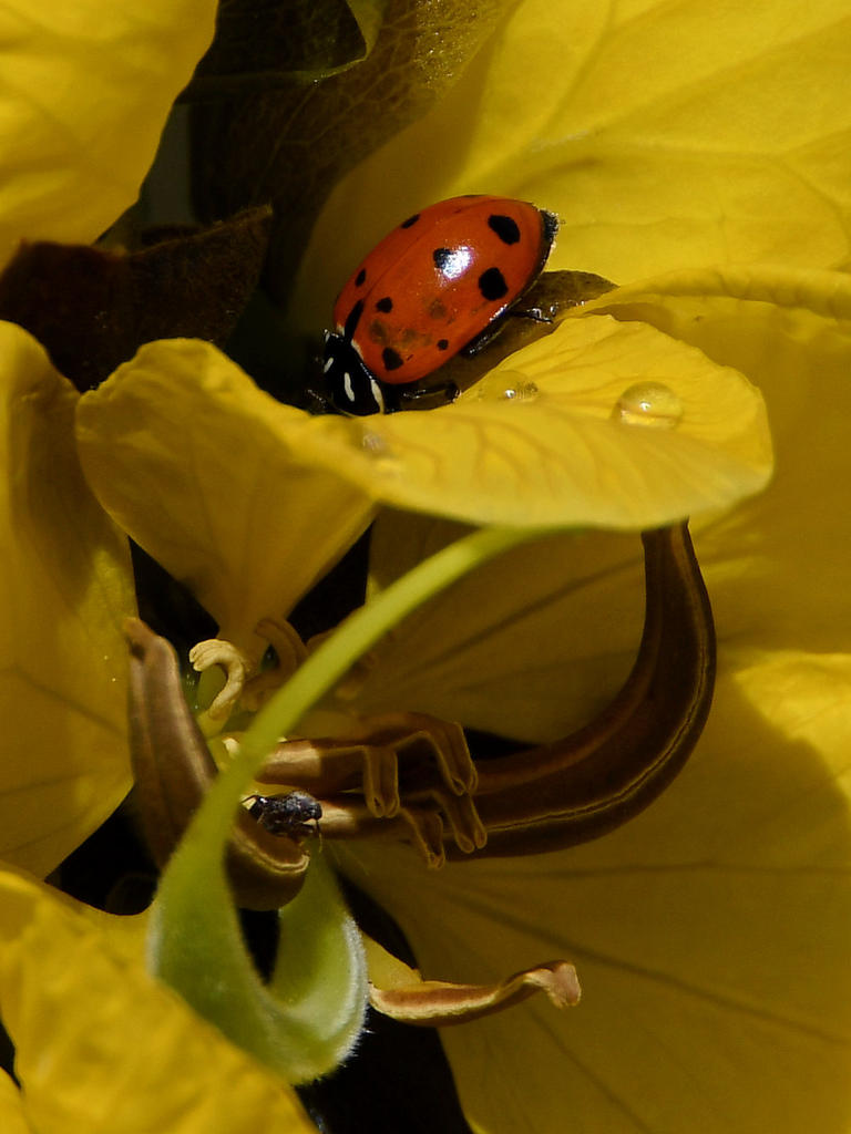 LadyBug2.jpg