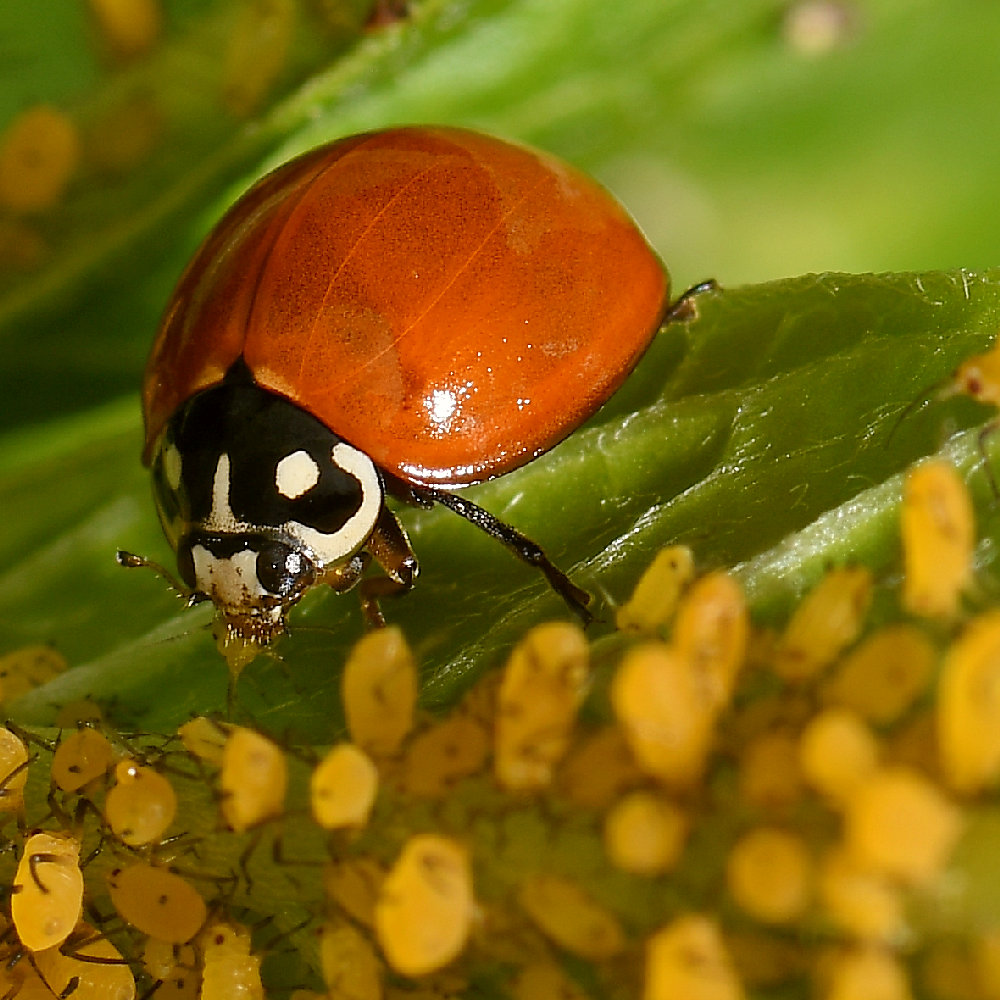 Ladybug3.jpg