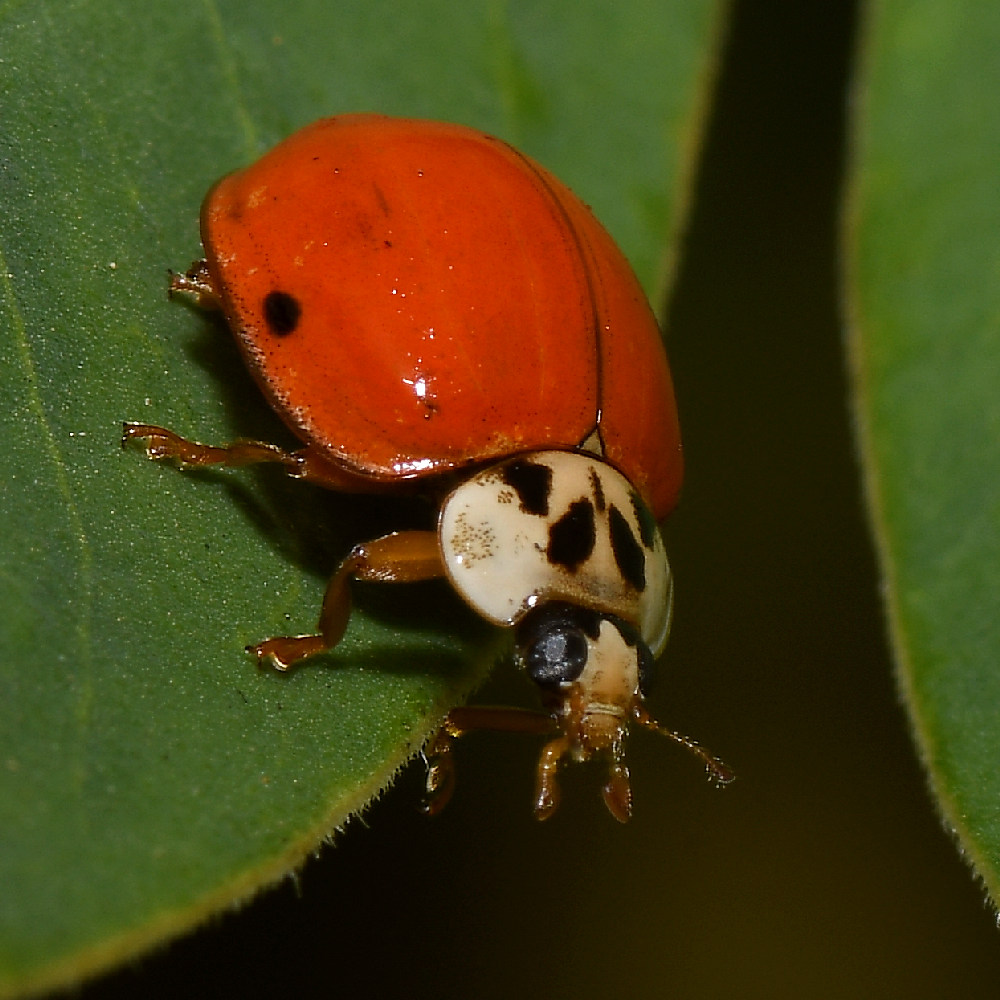 Ladybug3.jpg
