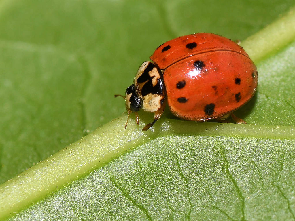 Ladybug3.jpg