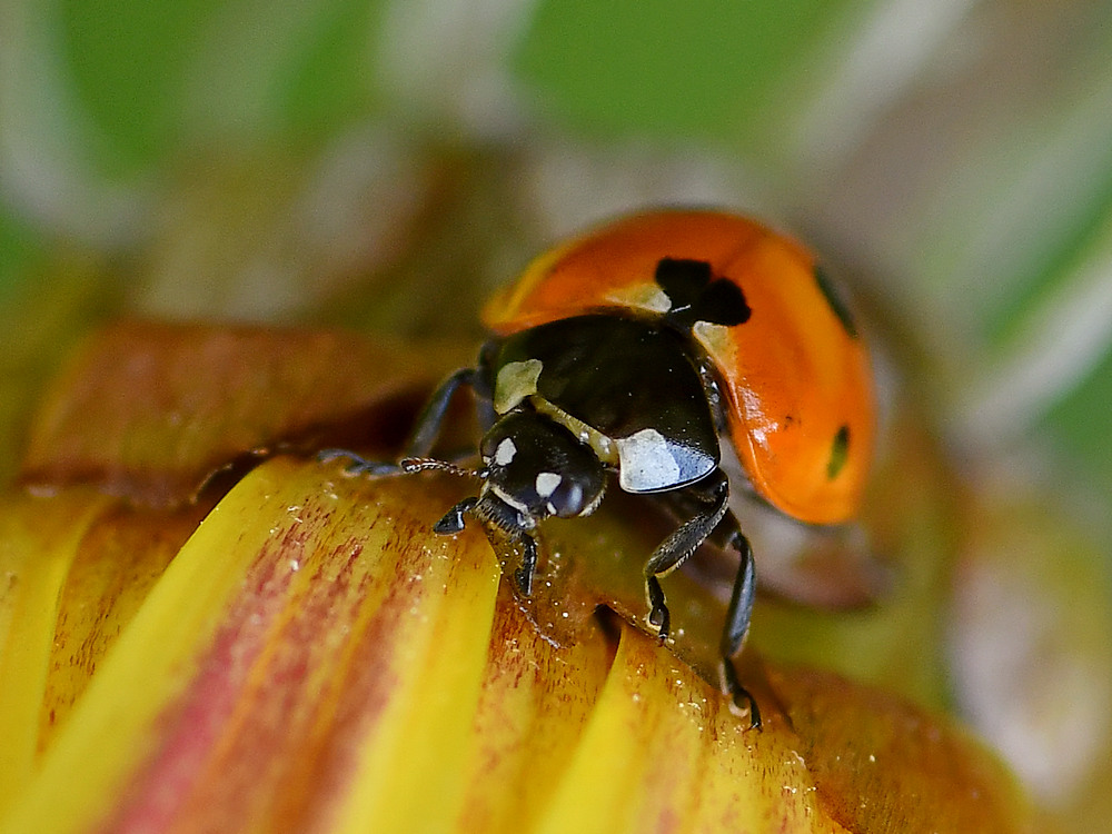 LadyBug4.jpg