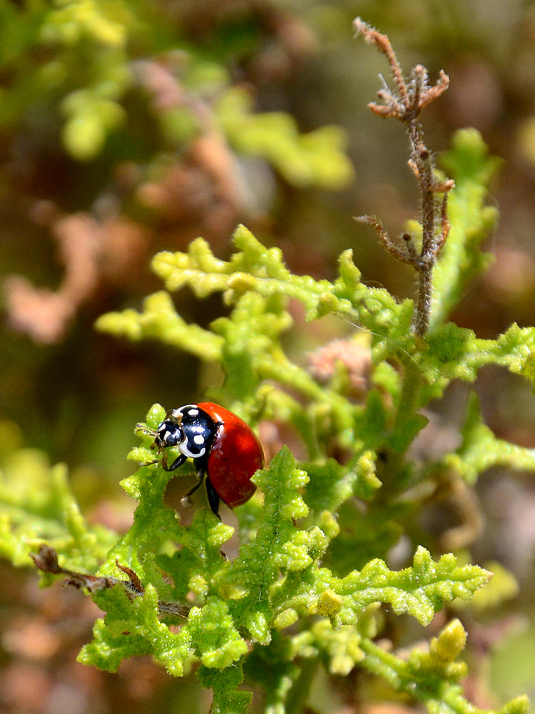 Ladybug7.jpg