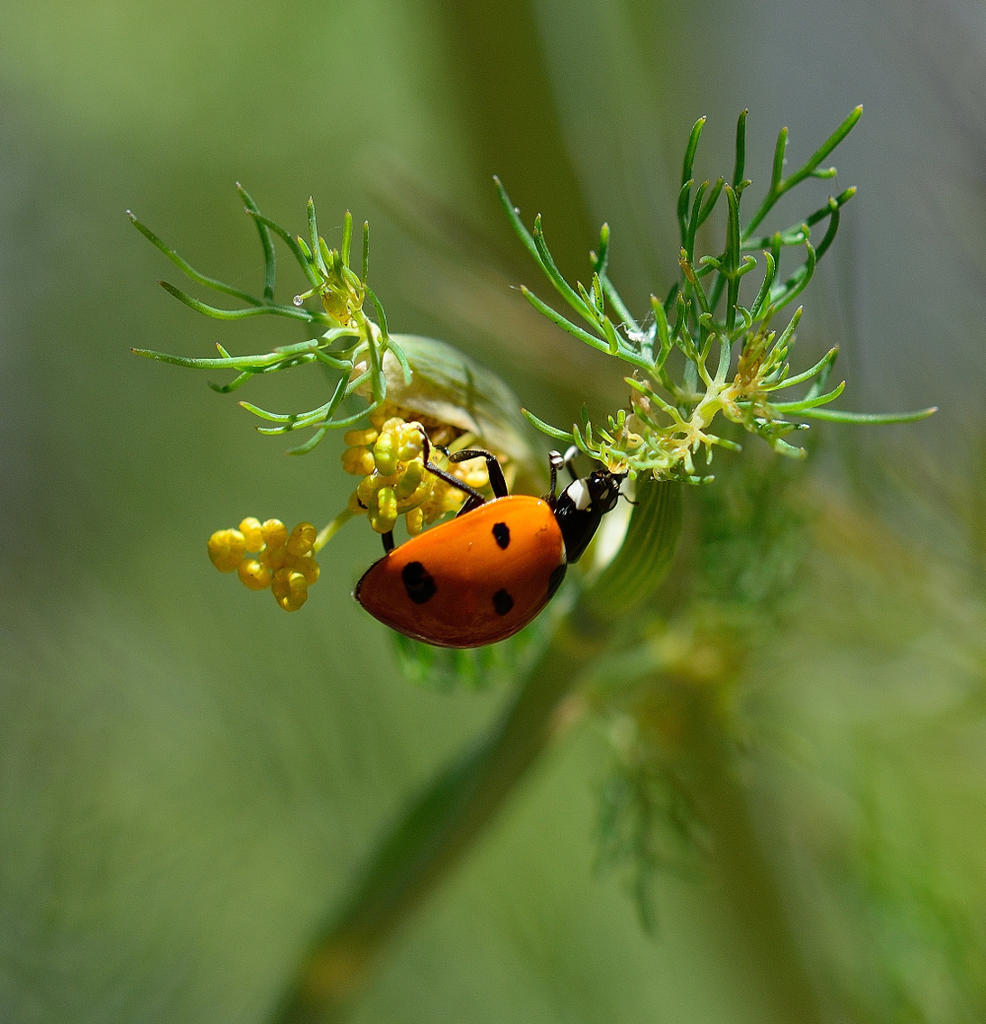 Ladybug on Dill