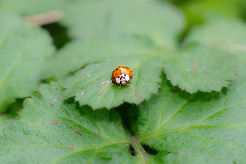 ladybugjpg.jpg