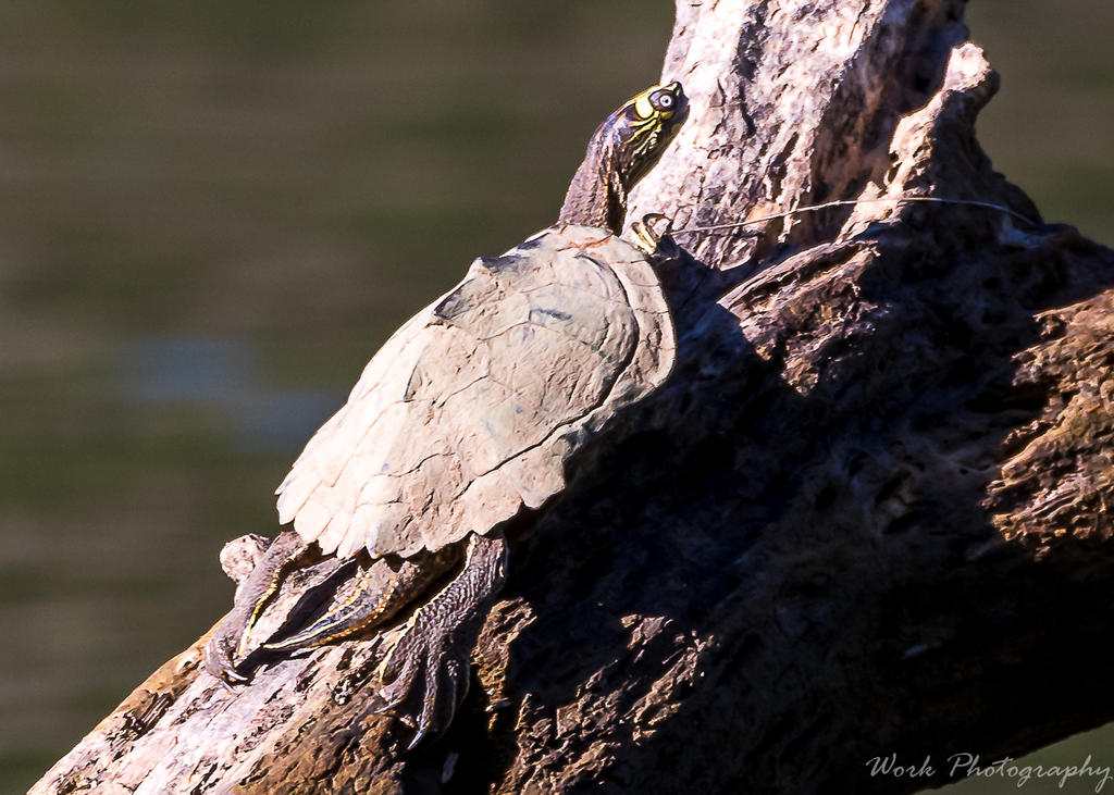 Lake Cumberland-1081.jpg