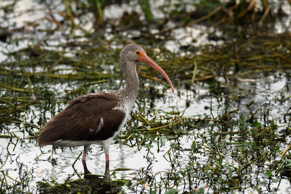 Lake Parker,FL-.jpg