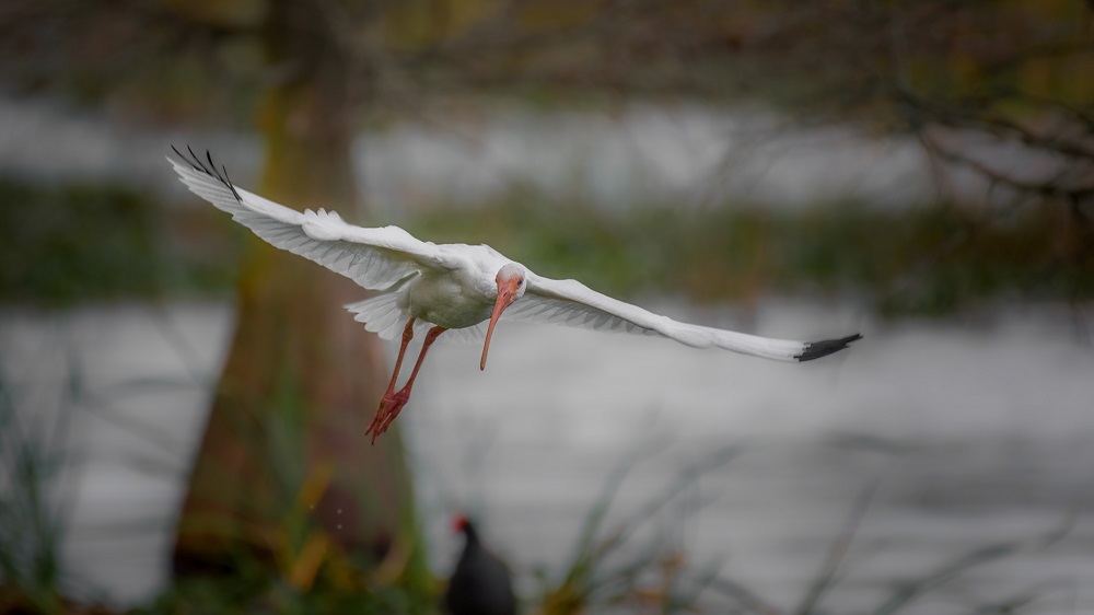 Lake Parker, Lakeland,FL--3.jpg