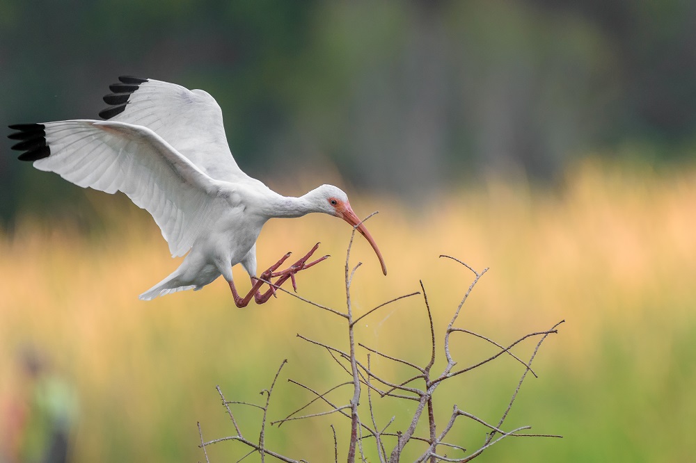 Lake Parker, Lakeland,FL-.jpg