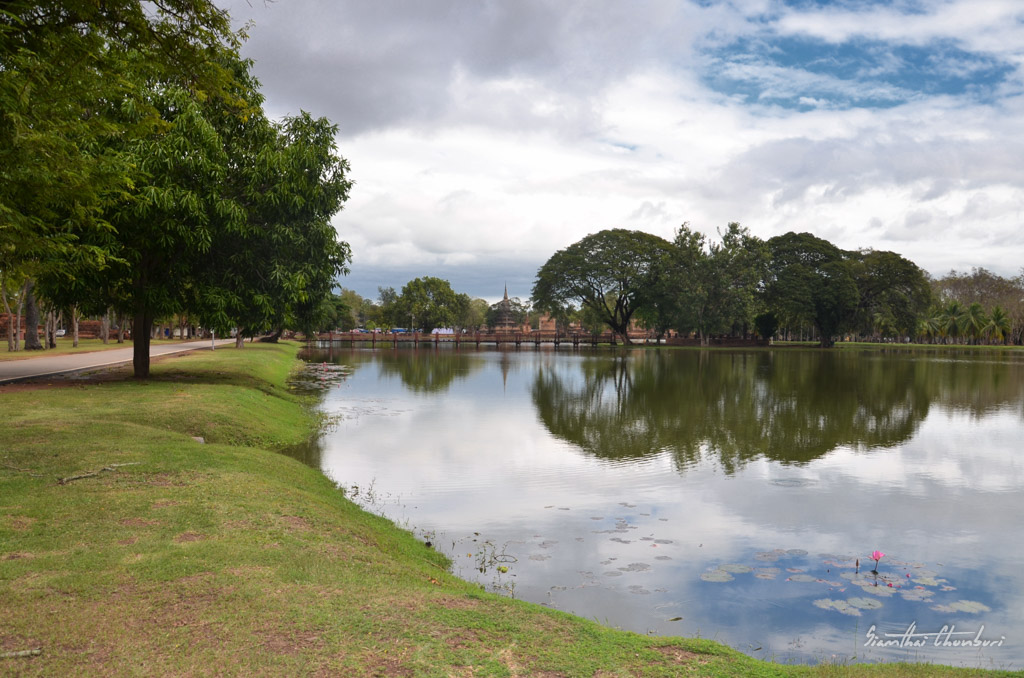 lake-rose-tree-1.jpg