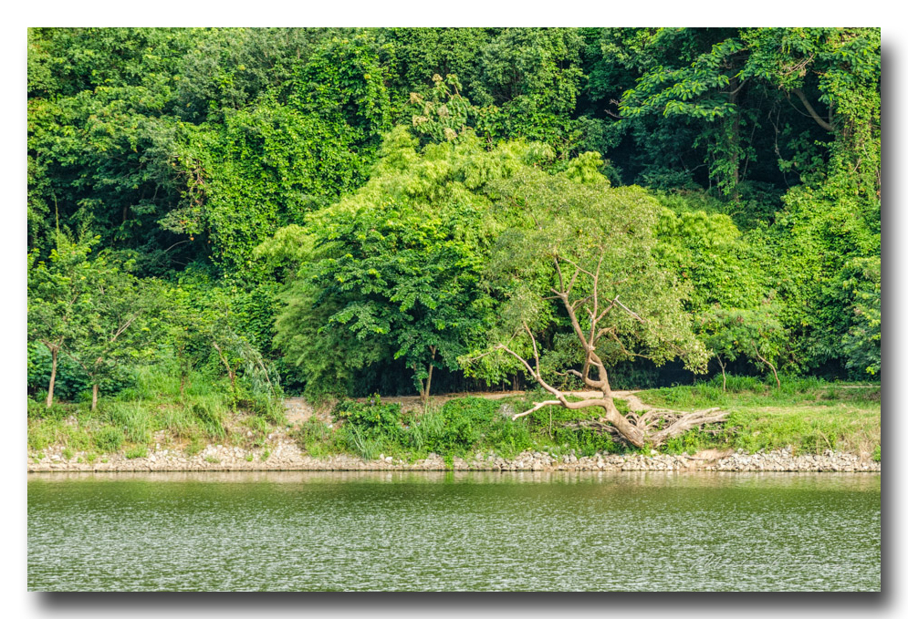 lake-tree-ype.jpg