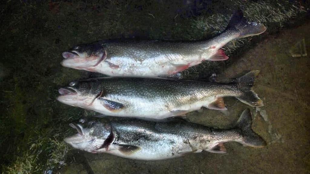 lake trout.jpg