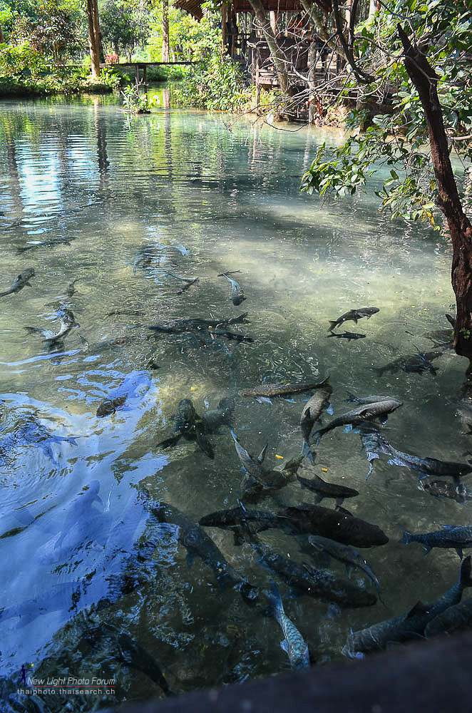 lakefish-1.jpg