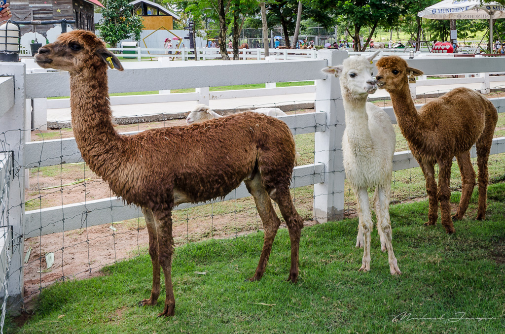 lamas-1.jpg