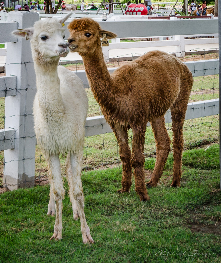 lamas-2.jpg