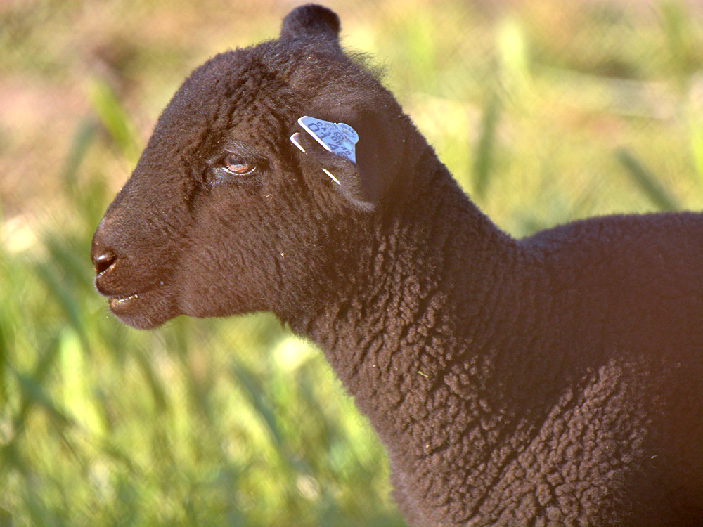 Lamb.jpg