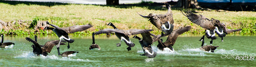 Landing Panoramic WM.jpg