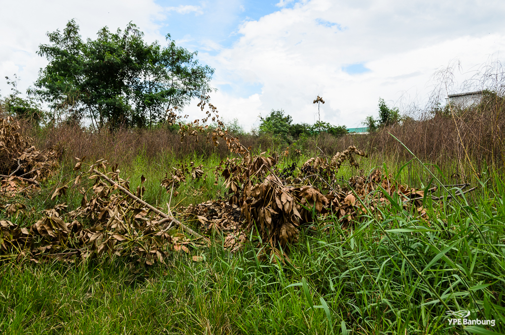 landscape-1.jpg