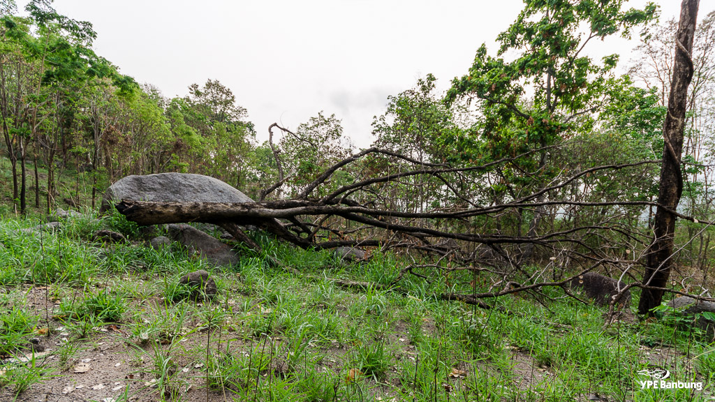 landscape-4.jpg