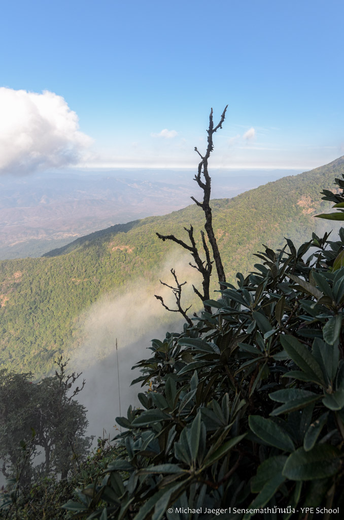 landscape doi inthanon cm tree-1.jpg