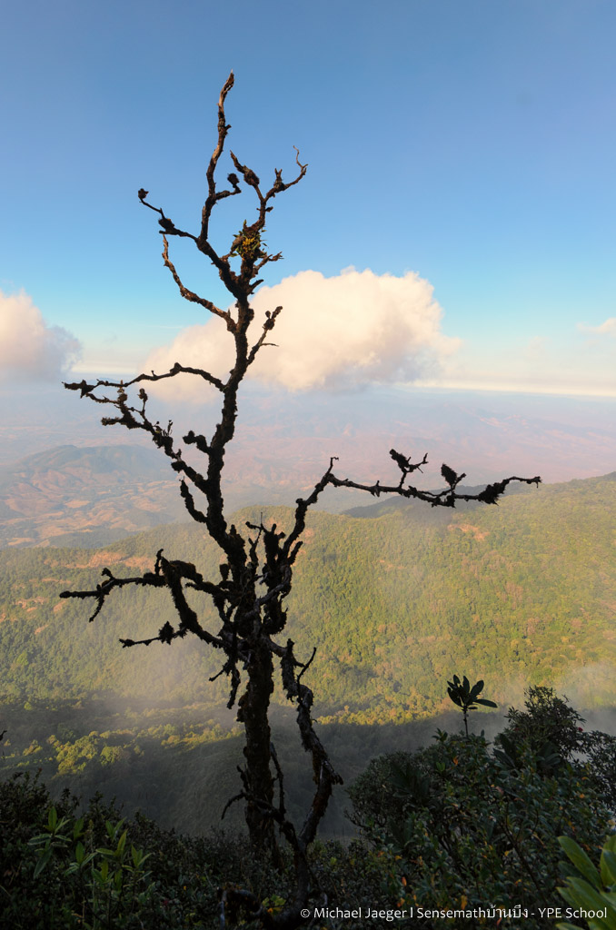 landscape doi inthanon cm tree-2.jpg