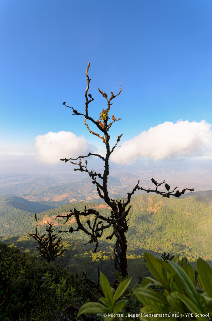 landscape doi inthanon cm tree-3.jpg
