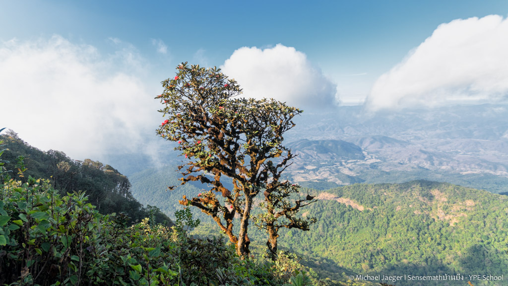 landscape doi inthanon cm tree2-1.jpg