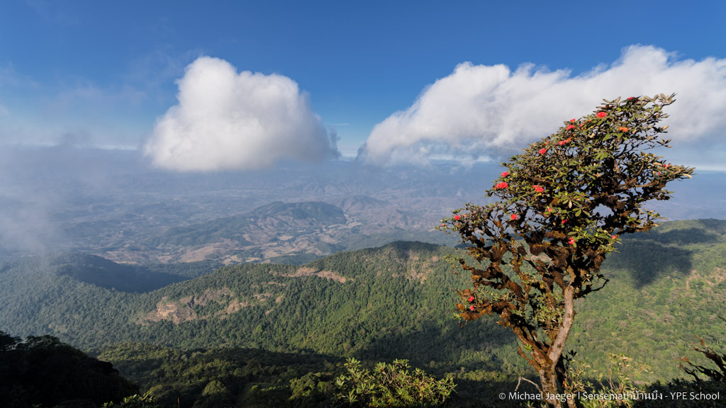 landscape doi inthanon cm tree2-2.jpg