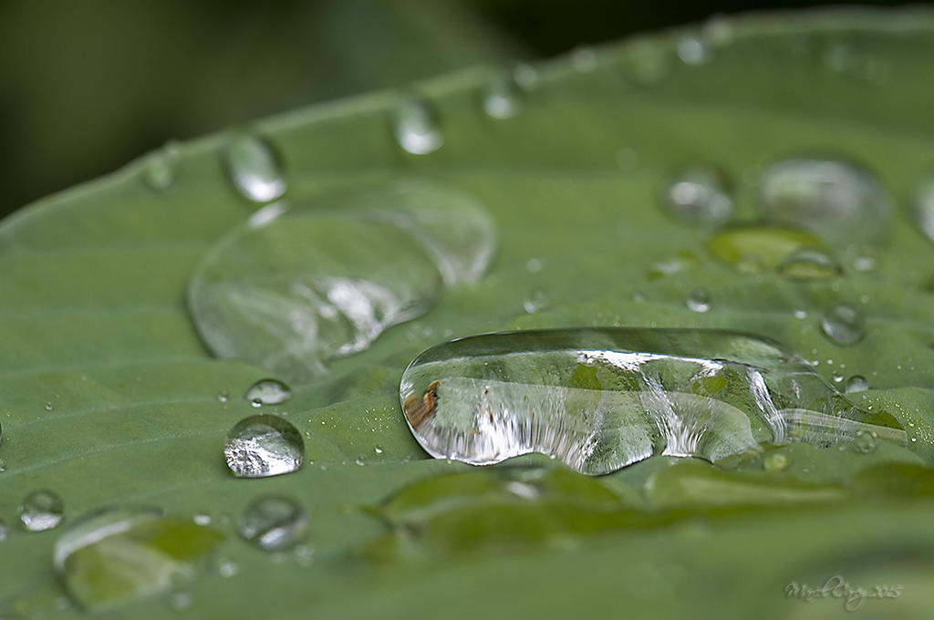 landscape in a drop.jpg