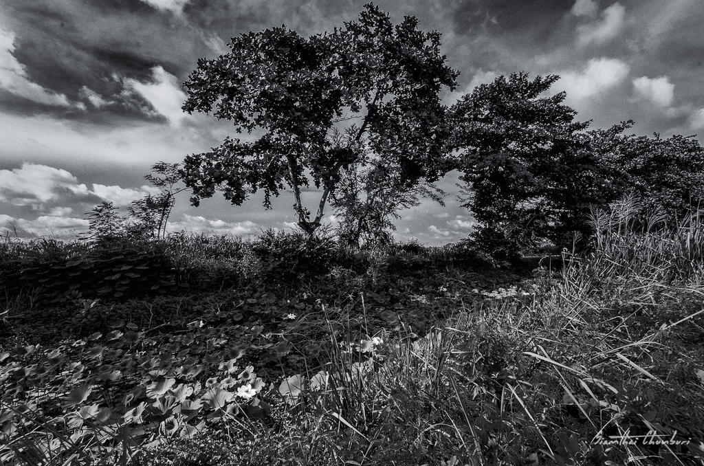 landscape-ype-banbung-1.jpg