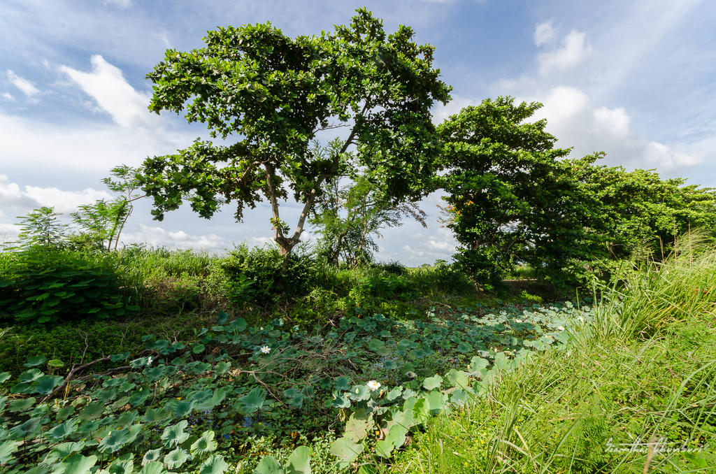 landscape-ype-banbung-2.jpg